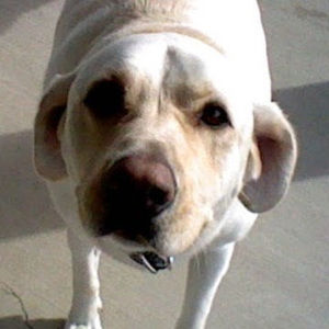 Meet your Posher, Coop